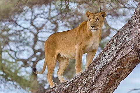 5 Tage fantastische Lodge-Safaris in Tansania