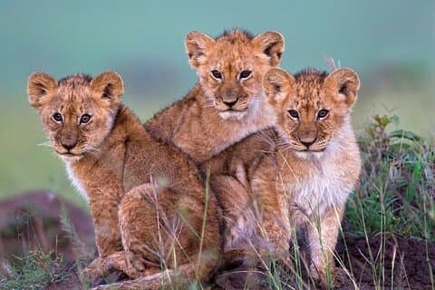 Cape Town Safari Full Day Tour