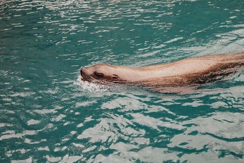 Combo Marine Wildlife Cruise & Winelands Full Day Tour in CT