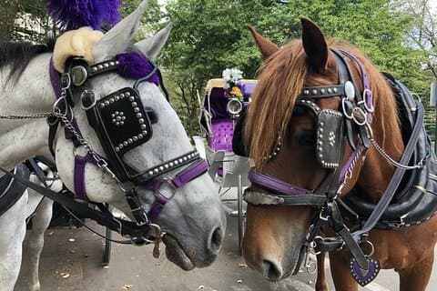 Full sløyfe med privat hestevogn i Central Park 45 minutter
