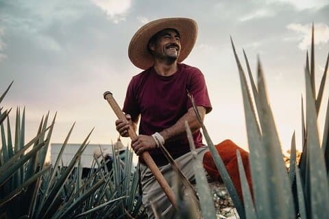 Tour Privado a Distilería Tequila Ocho y al Pueblo de Arandas