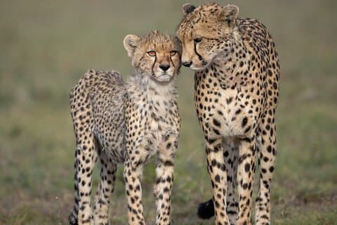 9 Days of Private Safari Tour in Serengeti and Ngorongoro