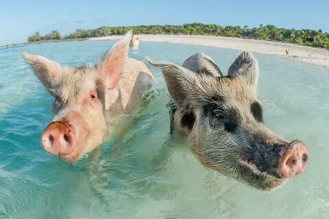 Private Tour to Pig Island and Koh Tan by Long Tail Boat