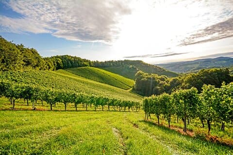 Heldags privat Rhône-dalen vinturoplevelse fra Lyon