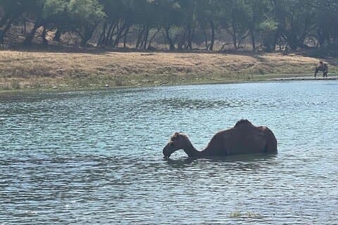 Halvdag privat tur i Darbat-vandfaldet, Taqah City