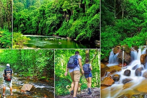 Excursão pela floresta tropical de Sinharaja saindo de Udawalawa