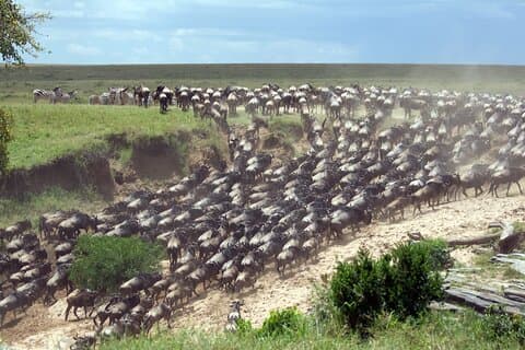 Tour de 4 días a Tarangire, Serengeti y Ngorongoro