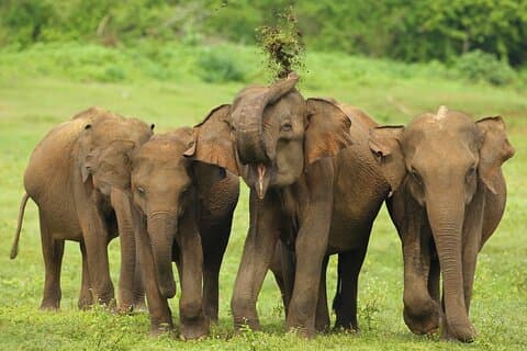 Allt i Udawalawe (Safari, boende med halvpension)