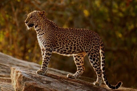Yala nationalpark halvdagssafari från Colombo.