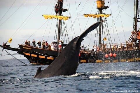 Osservazione delle balene, caccia al Kraken e Cabo Arch