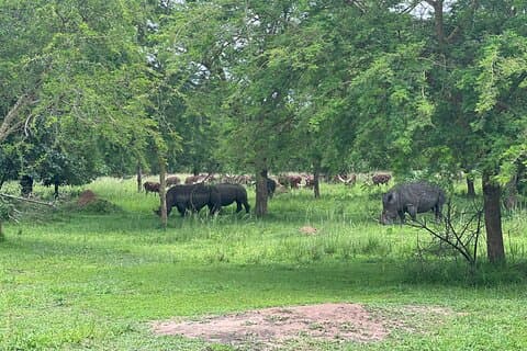 Tour economico di 8 giorni nella Kidepo Valley NP e nelle Murchison Falls NP