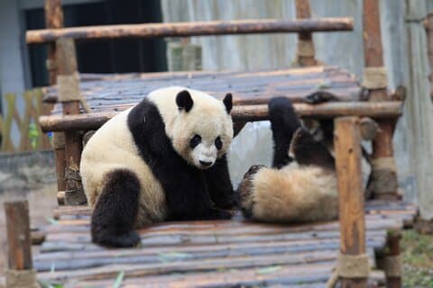 Privat rundvisning Chengdu Panda avlscenter med frivillig