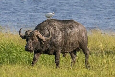 4-daagse privésafari naar Serengeti en Ngorongoro
