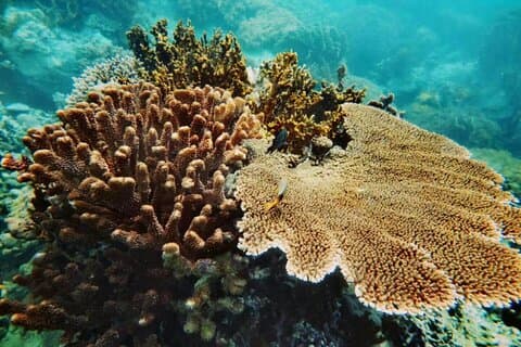 Nha Trang Snorkeling Tour-Vuongland Travel