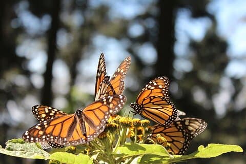 Monarch Butterfly: Biosphere Reserve & Christmas Tour i Mexiko