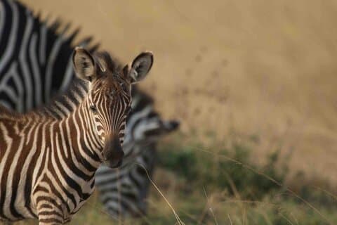 Safari privé d'une journée complète dans le parc national de l'Akagera au Rwanda
