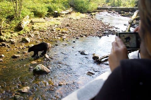 PRIVATE TOUR: Kananaskis Safari Drive and Guided Nature Walk 4H