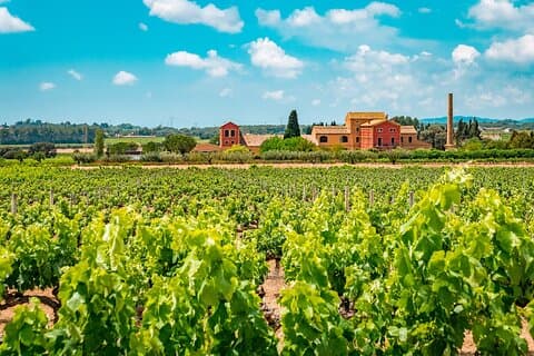 Halvdag privat Penedes Wine Tour Experience från Barcelona