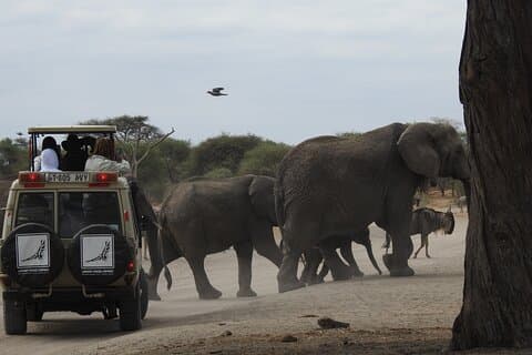 8 - Tages-Serengeti Migration Safari