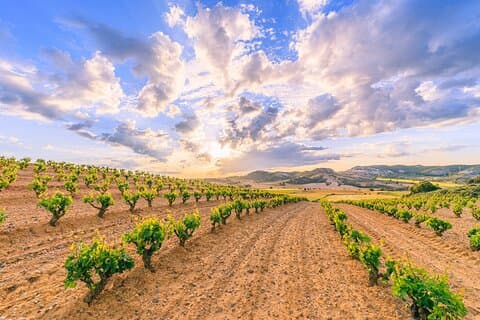 Privé Ribera del Duero-wijntour van een hele dag vanuit Madrid