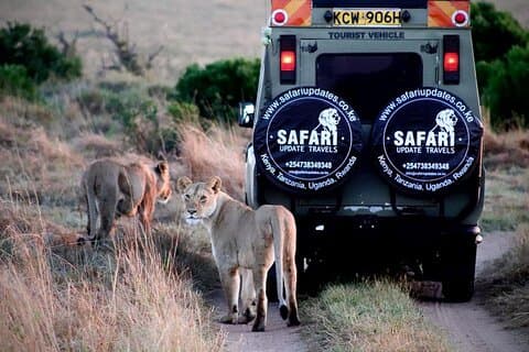 3 dagen en 2 nachten Groep die deelneemt aan Midrange Safari Tour in Masai Maraa