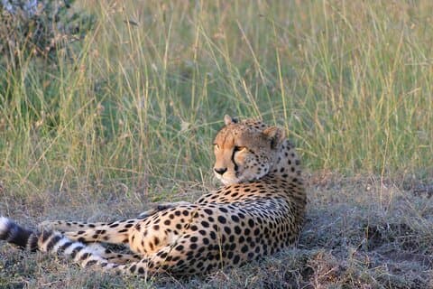 2 Nights /3 Days Masai Mara Experience