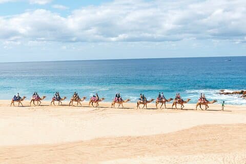 Balade et rencontre en chameau de plage à Cabo