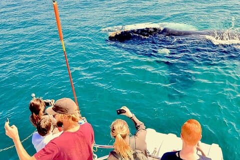 Walvistocht, zeil naar de boog van Cabo San Lucas + eten