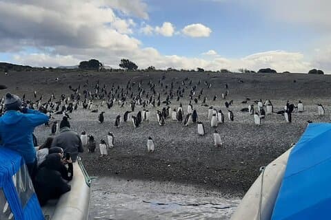 Pinguïnkolonie en krabtour in 4x4