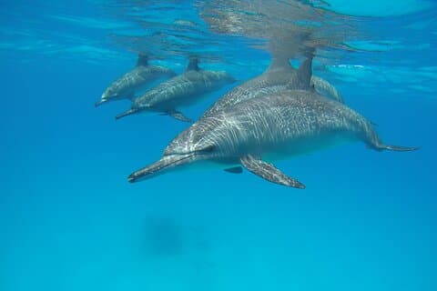 Delfinhusturer i Marsa Alam