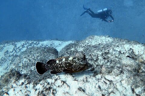 Oplev Scuba Diving i Costa Calma