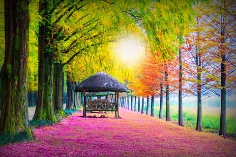 Private Tour Nami Island,Petite France,The Garden of Morning Calm