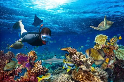 Half Day Private Snorkeling Tour in Maafushi Island