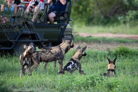 4-dagers Serengeti, Ngorongoro og Tarangire privat campingtur
