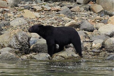 Spring Bears and Whales Tour in Campbell River
