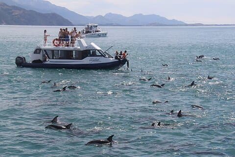 Kaikōura Day Tour From Christchurch With Dolphin Encounter