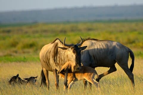 5 días de safari, cultura y aguas termales – Tour desde Arusha