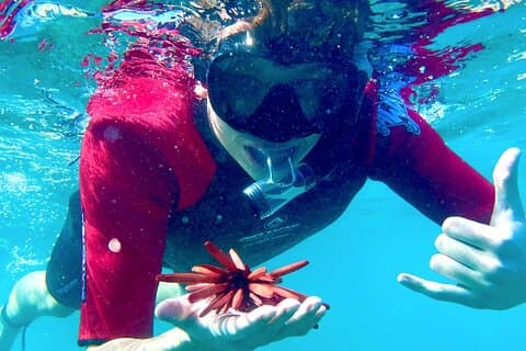 Guidet snorkling for begyndere med flydende våddragt