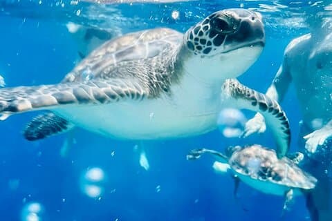 Family luxury boat - Turtle Bay (Optional BBQ meal, 1 drink)