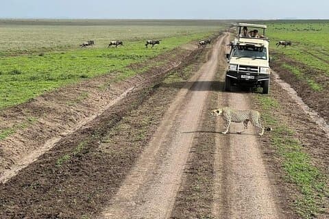 5 - Dag Tanzania Safari Ferie