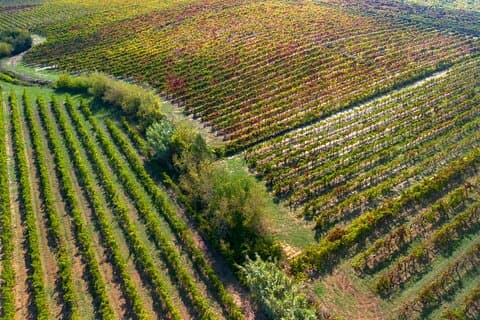 Visite privée d'une journée complète des vins mousseux de Bairrada au départ de Coimbra