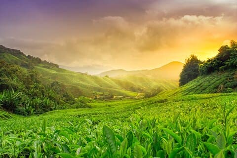 Excursão privada de dia inteiro em Cameron Highland