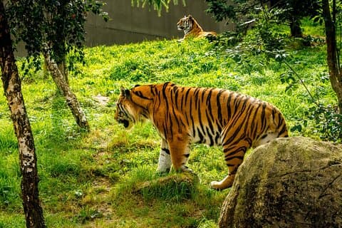 Dublin Zoo Skip-the-line tickets en privétransfers