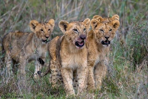4-dagers Maasai Mara Lake Nakuru Budget Safari med 4 * 4 kjøretøy