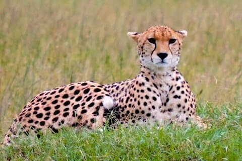 8 dagars privat semestersafari med bush och strand