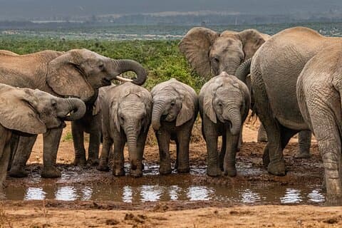 Addo Elephant Day Safari – strandutflykt från Port Elizabeth