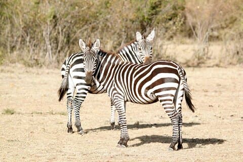 3 Days Amboseli national Park experience.