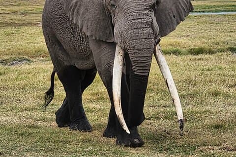 11-tägige private Tour zur Erkundung von Amboseli und Samburu