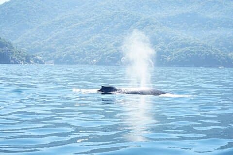 3 Horas de Avistamiento de Ballenas en Puerto Vallarta