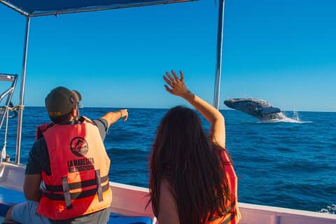 2-timmars valskådningstur i Cabo San Lucas